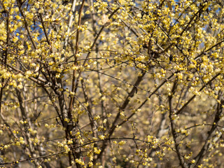 冬晴れの日の満開のロウバイ　1月