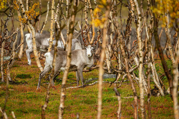 Reindeers between dwarf birches in north Norway