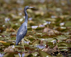 Heron hunting in a wetland