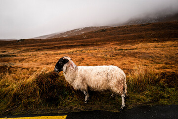 Schaf im Glenveagh National Park in Irland Donegal