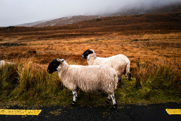 Schaf im Glenveagh National Park in Irland Donegal