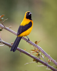 Oriole perched on a branch with thorns