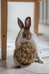 Kaninchen als Haustier