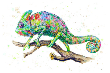 Charming chameleon on the branch isolated on white background. Watercolor painting © O'SHI
