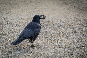 Rabe mit Stein im Schnabel