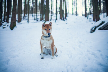 Shiba Inu sitzt im Schnee im Wald.