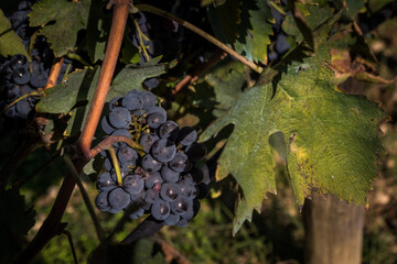 Grapes in the vineyard