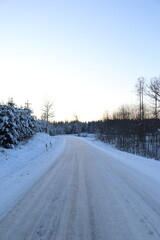 Forest road in winter