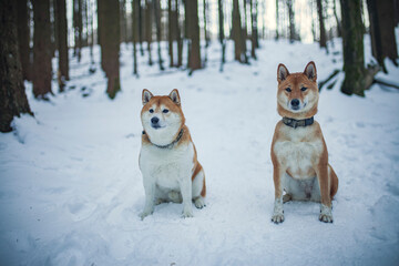 Zwei Shiba Inus sitzen im Schnee im Wald.