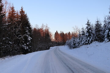 Forest road in winter