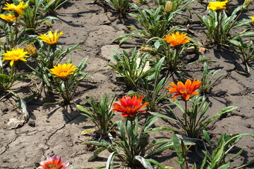 Red, orange and yellow flowers of Gazania rigens in mid July