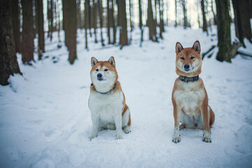 Naklejka na ściany i meble Zwei Shiba Inus sitzen im Schnee im Wald.
