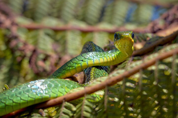 Snake sunbathing on a fern