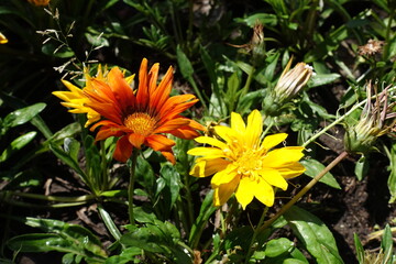 2 flowers of Gazania rigens - red one and yellow one