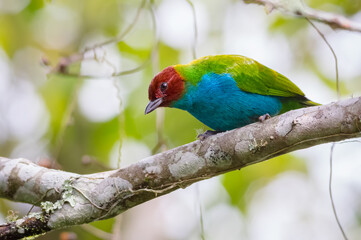Colorful tanager perched on a tree