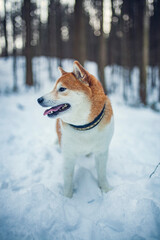 Happy red shiba inu in the snow. Dog in in winter walk in the forest