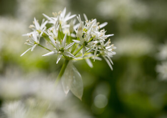 Bärlauchblüte 