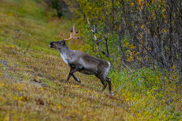 reindeer on big road in autumn in scandinavia