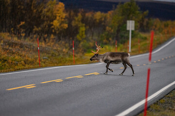 reindeer on big road in autumn in scandinavia