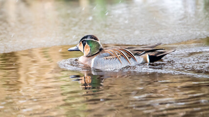 Baikal Teal, a beautiful and rare visitor in Sweden.