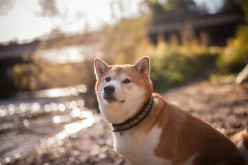 Red shiba inu at Rocks close to  a river. Dog on a walk in the nature. Dog posing in the sunlight