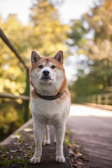 Naklejka na ściany i meble Shiba inu in the nature. Dog on a Walk. Red Shiba inu in the forest/field. Happy Dog is a little bit chunky