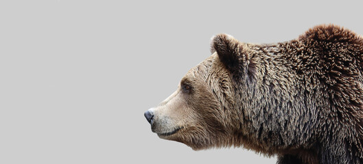 Brown bear, muzzle, side view.