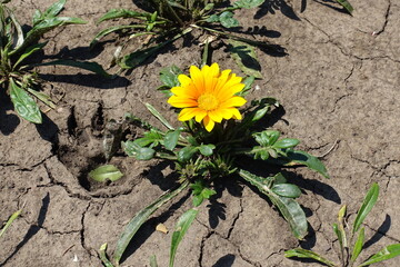 Flowering amber yellow Gazania rigens in July