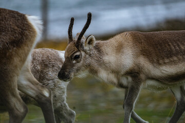 Naklejka na ściany i meble Reindeers are walking over a street in Norway