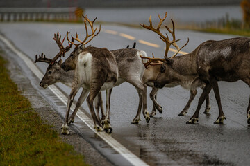 reindeer on big road in autumn in scandinavia