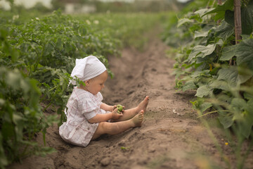 Child in a field where cucumbers grow.  Fresh vegetables  from the garden. Plantation of planted potatoes. The key to healthy, high - quality seedlings is a nutritious soil with organic fertilizers.