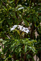 Obraz premium Green leaves and white flowers of the Plumeria Pudica Shrub