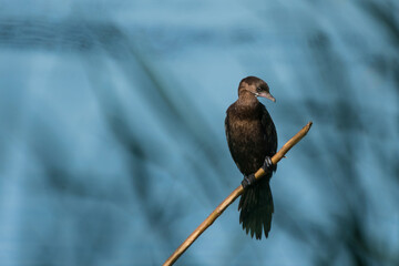 Microcarbo pygmaeus - Pygmy cormorant
