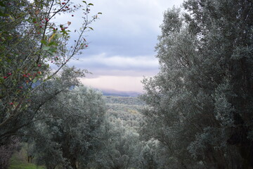 Beautiful landscape with trees and dense clouds at dusk