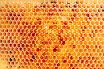 Imkern Honigernte Nektar in Honigzellen