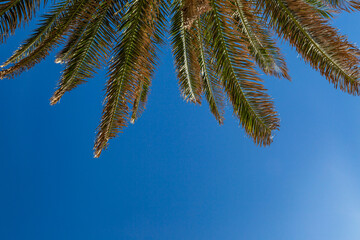 Fototapeta na wymiar A Palm Tree and Blue Sky