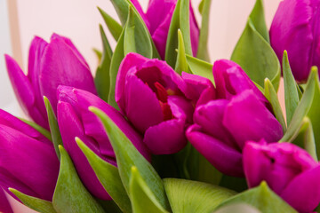 Beautiful bouquet of fresh purple tulips on a light background. Flowers.