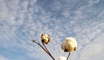 Branch of ripe cotton on a sky background. Cotton field, a large farm in Uzbekistan. Cotton boll close up.