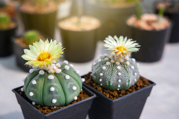 The cactus is blooming beautiful yello, astrophytum