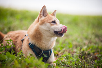 Portrait eines Shiba Inu`s in einem Feld.