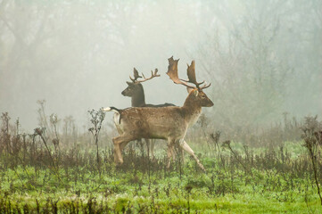 Wild Deer in the woods on misty morning 