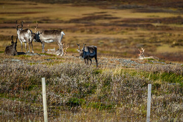 Reindeer herd in the tundra of north Norway