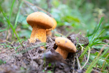 A vetikal yellow mushroom grows from the ground on green grass.
