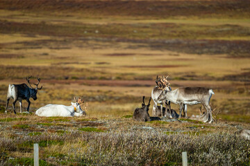 Reindeer herd in the tundra of north Norway