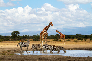 Reticulated giraffes queue wait at waterhole while zebras drink water in Ol Pejeta Conservancy,...