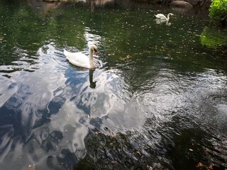 swan on the lake