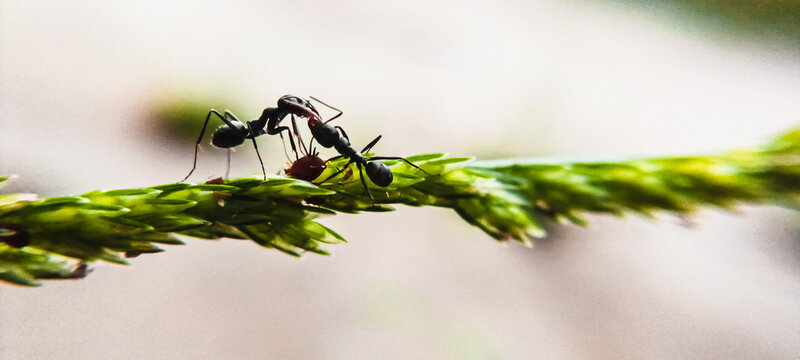 ant on a leaf