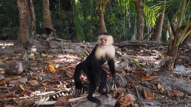 A cute, curious capuchin monkey in a wildlife reserve. Handheld tracking shot.