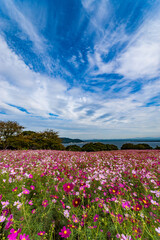 能古島のコスモス園