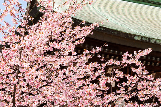 240 Best 宮地嶽神社 Images Stock Photos Vectors Adobe Stock